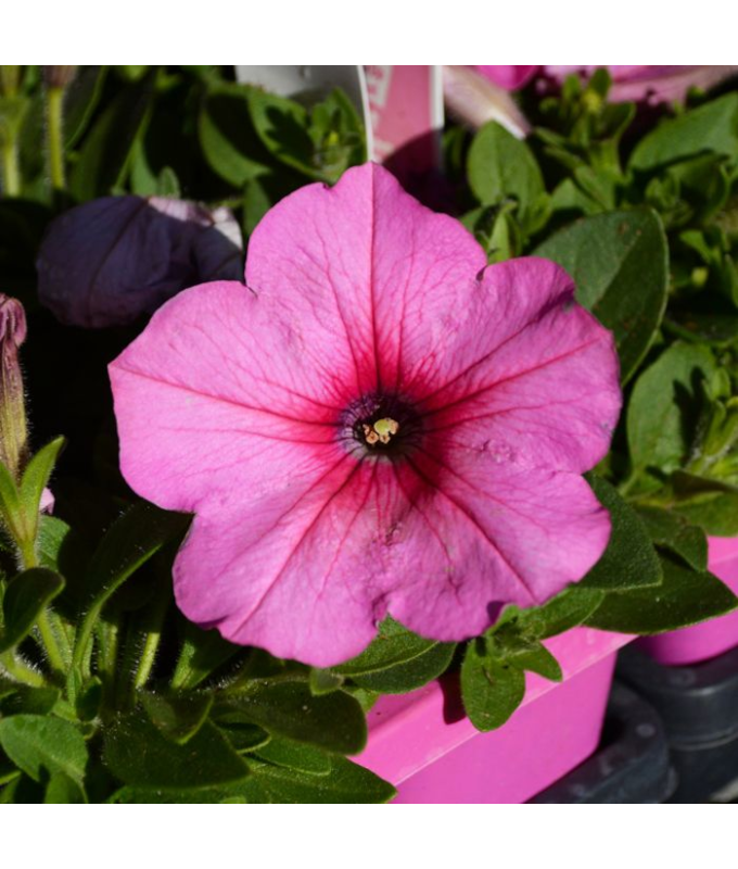 306T/18PETUNIA EW PINK COSMOS E3