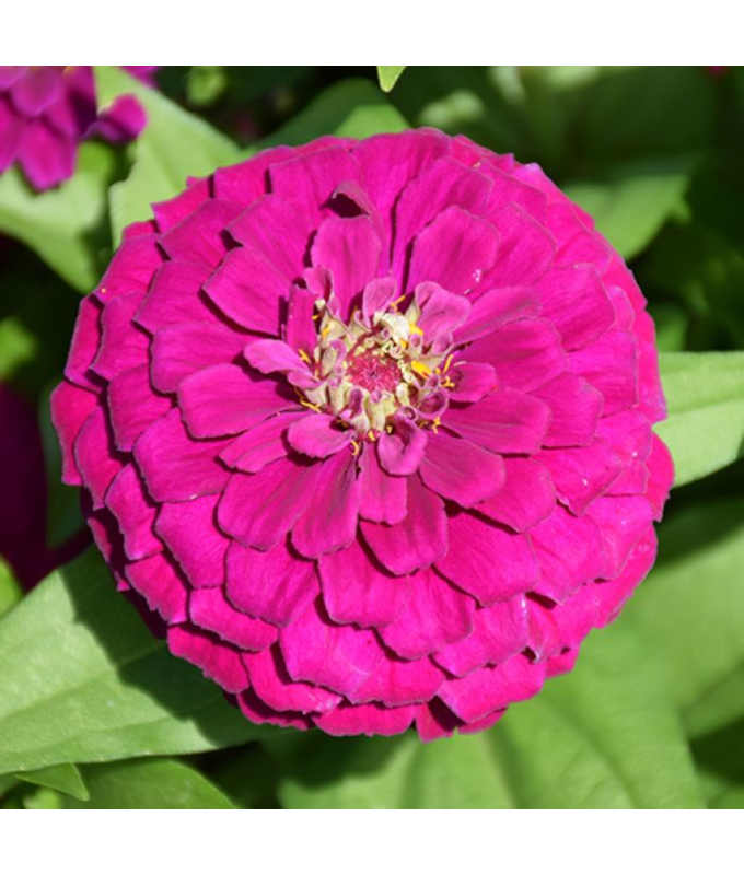 306T/18ZINNIA ZESTY PURPLE