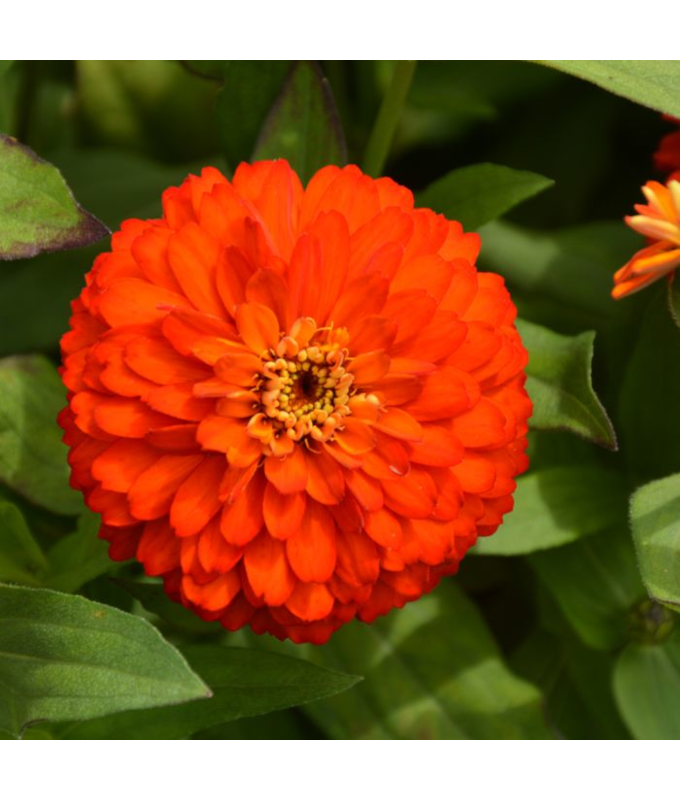 306T/18ZINNIA ZYDECO FIRE