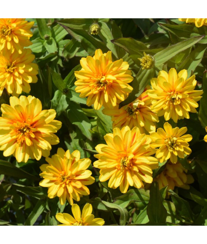 306T/18ZINNIA ZYDECO DEEP YELLOW