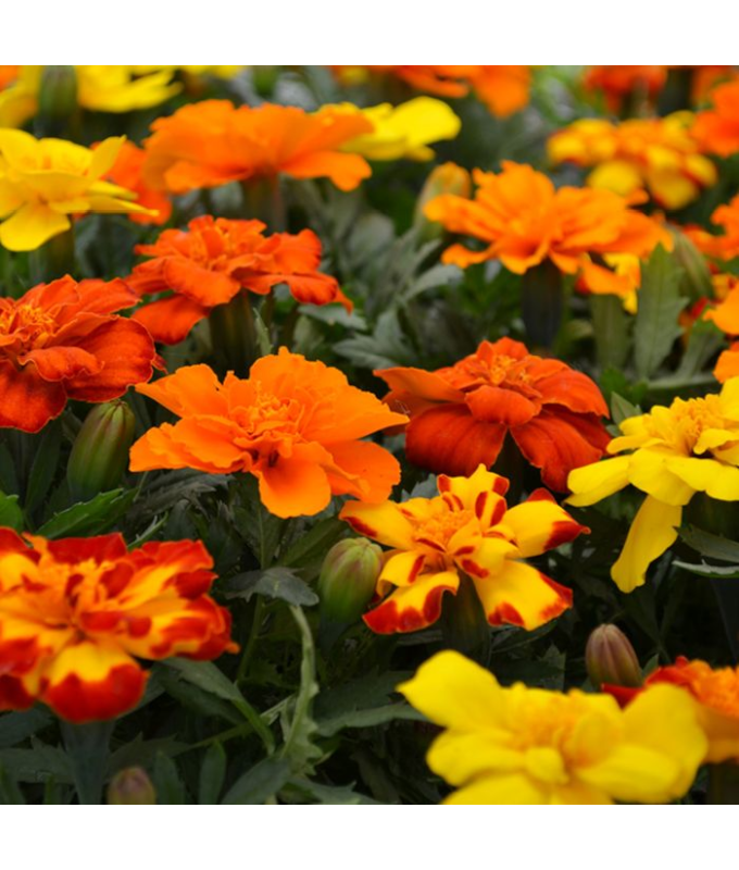 606T/36MARIGOLD DURANGO MIX