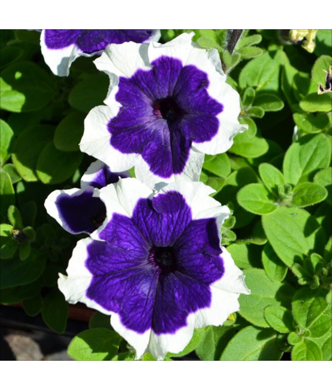 606T/36PETUNIA HULAHOOP BLUE