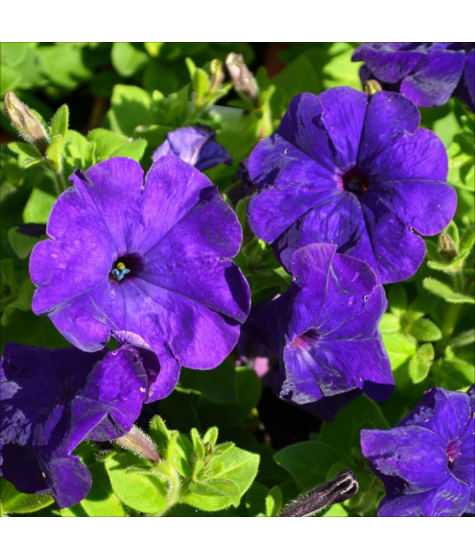 606T/36PETUNIA HURRAH BLUE
