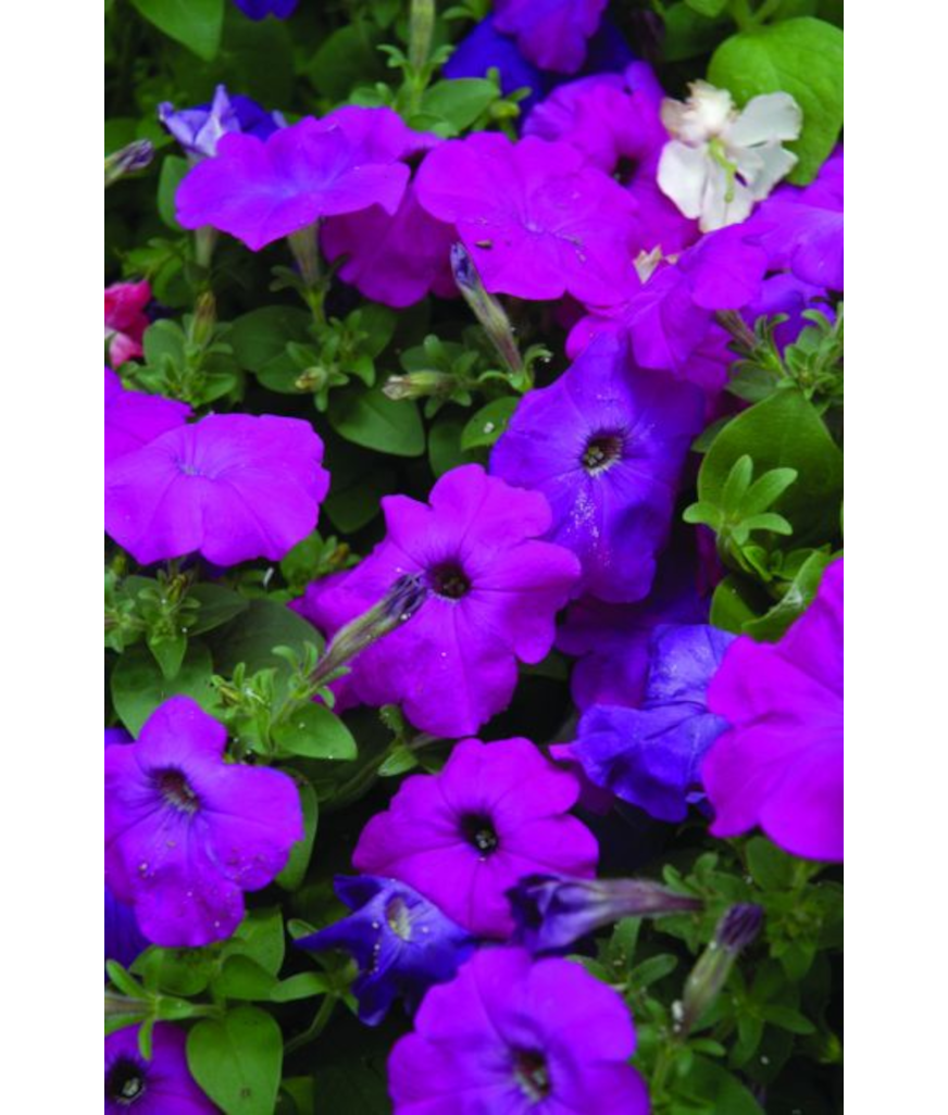 606T/36PETUNIA HURRAH LAV TIEDYE