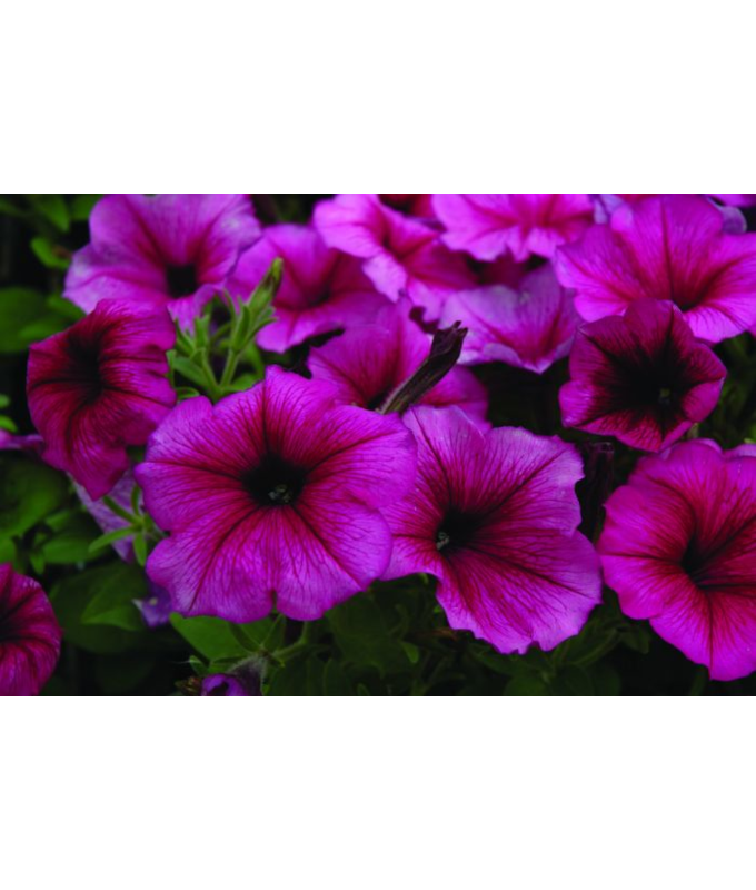 606T/36PETUNIA HURRAH PLUM