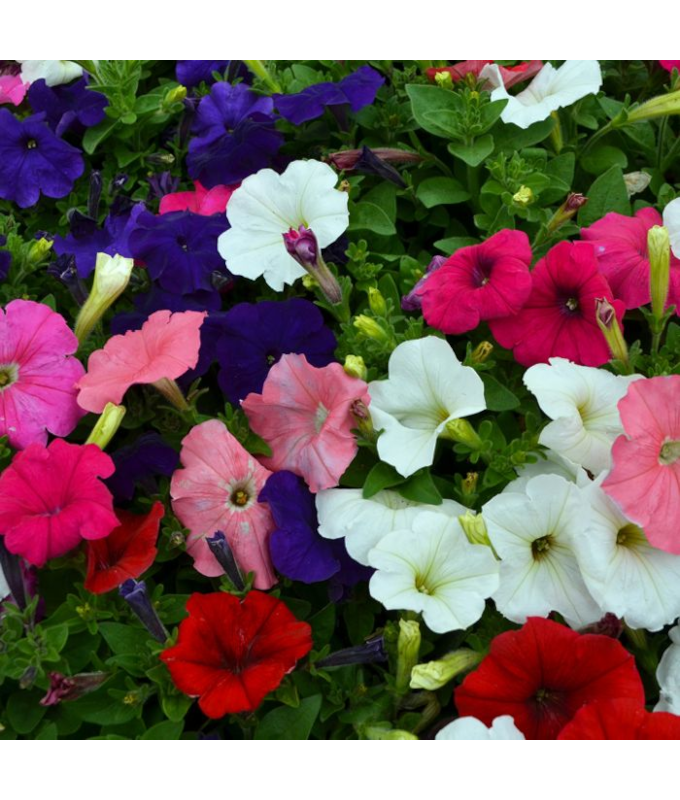 606T/36PETUNIA HURRAH MIX