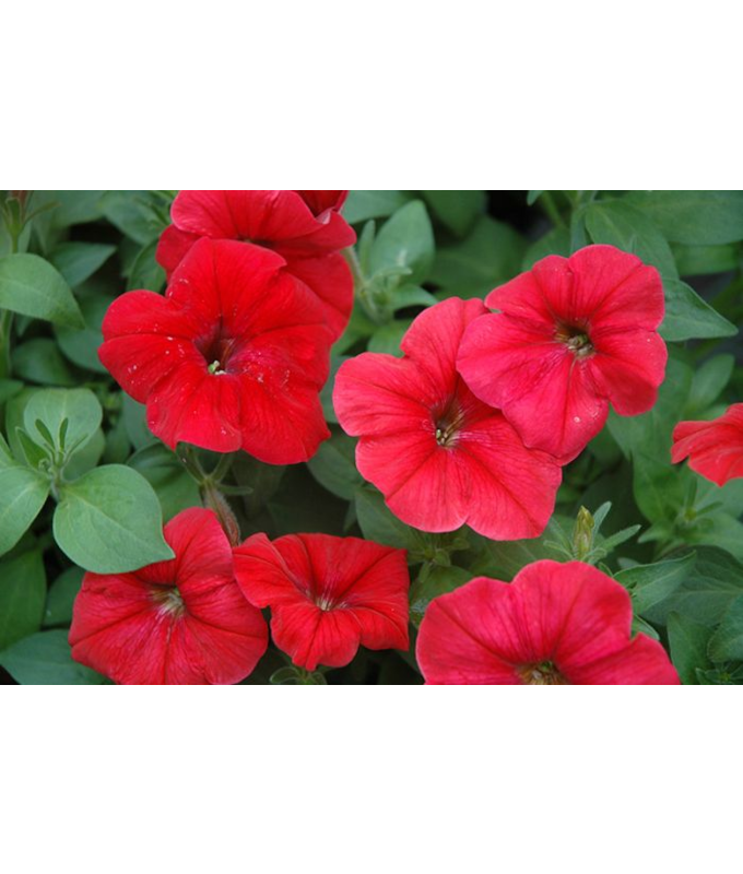 606T/36PETUNIA HURRAH RED
