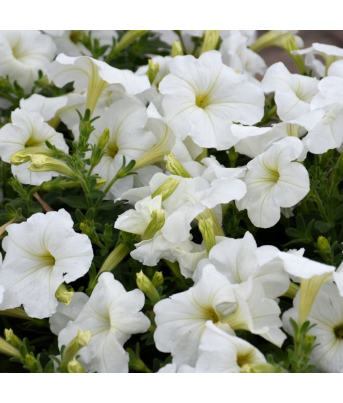 606T/36PETUNIA HURRAH WHITE