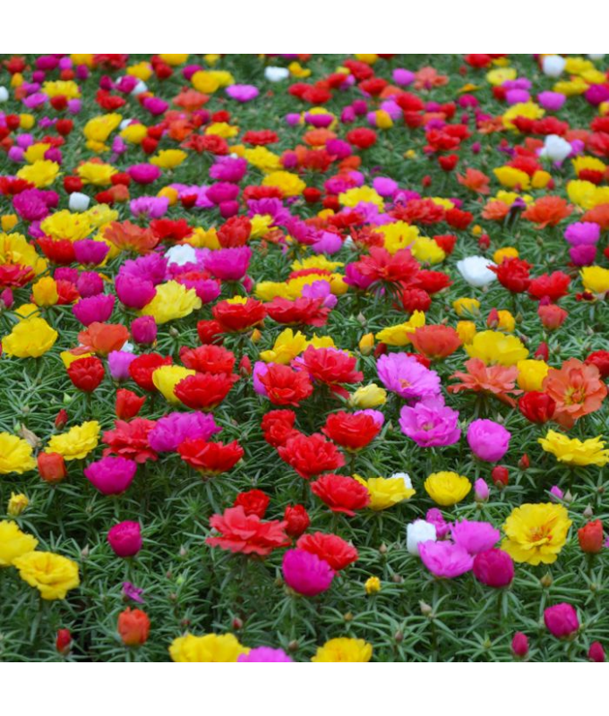 606T/36PORTULACA-MOSSROSE MIX