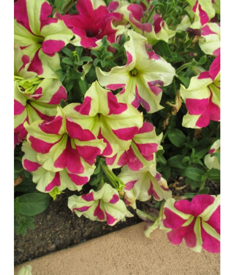 606T/36PETUNIA SOPHISTICA LIMEBI