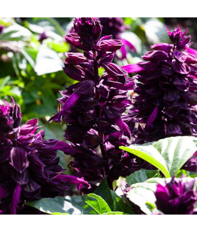 606T/36SALVIA MOJAVE PURPLE