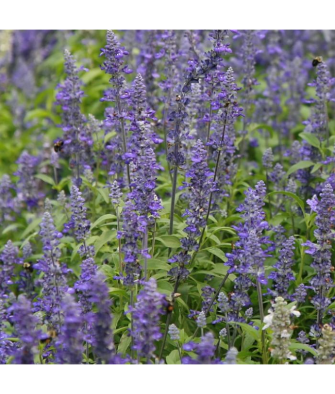606T/36SALVIA VICTORIA BLUE