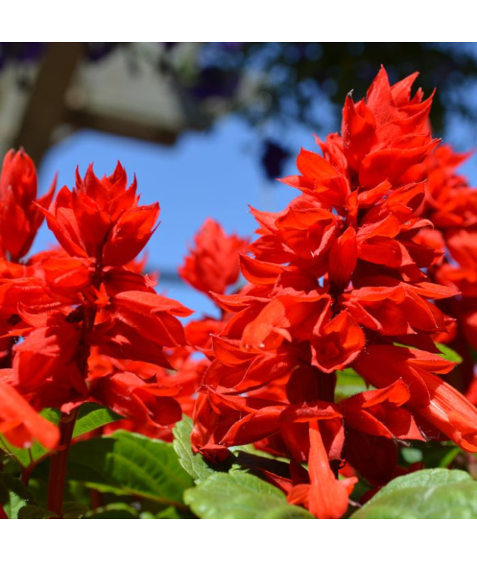 606T/36SALVIA LIGHTHOUSE RED