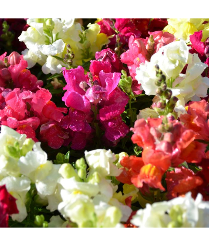 606T/36SNAPDRAGON DWARF MIX