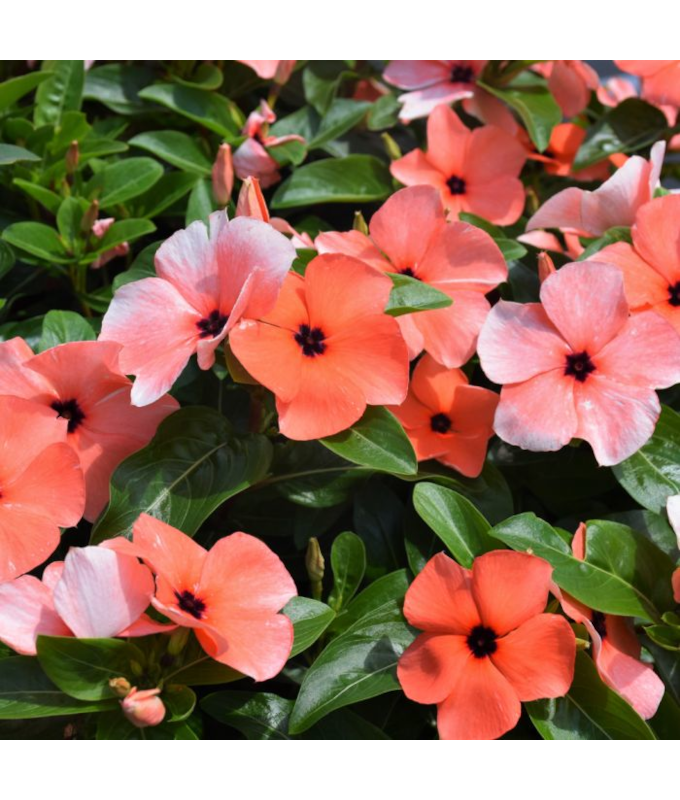 606T/36VINCA TATTOO ORANGE