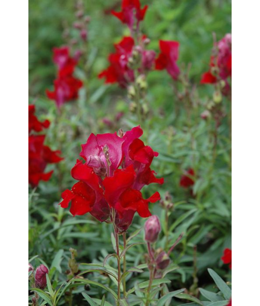 606T/36SNAPDRGN TALL CRIMSON