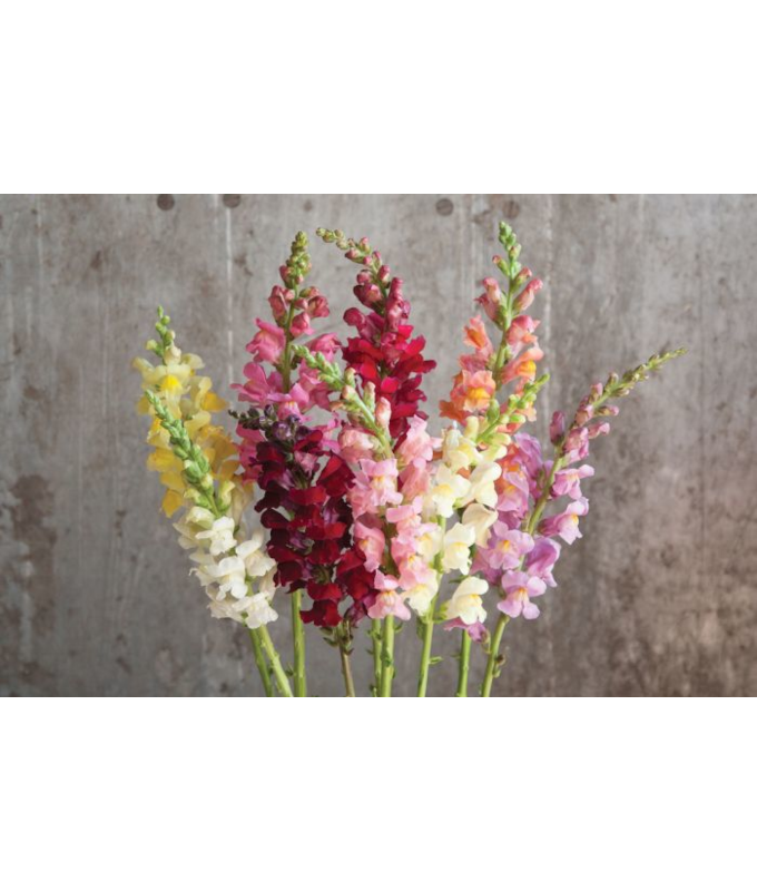 606T/36SNAPDRGN ROCKET MIX