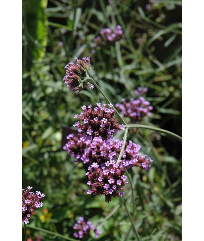 606T/36VERBENA BUENOS AIRES