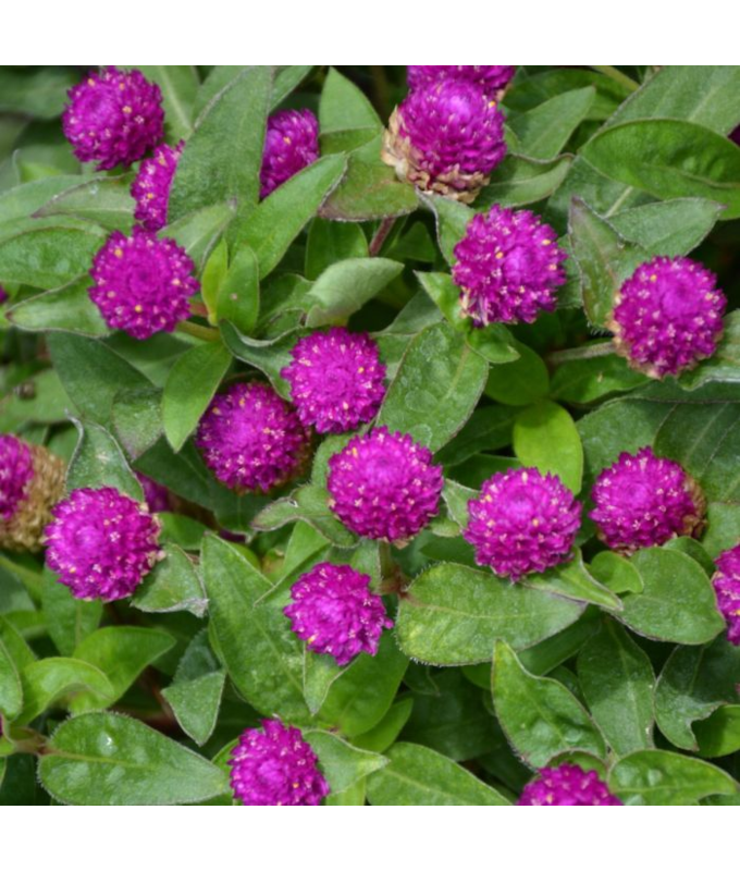 606T/36GOMPHREN PING PONG PURPLE