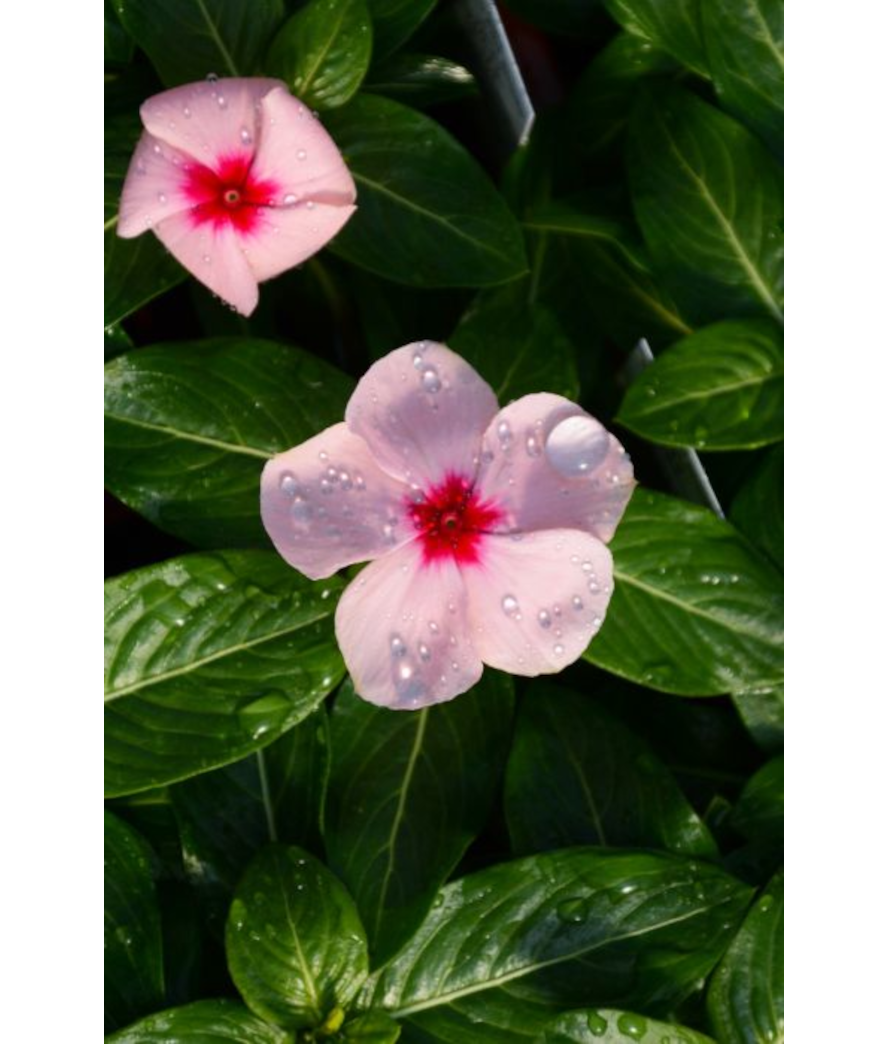 606T/36VINCA BLOCKBUSTER APRICOT