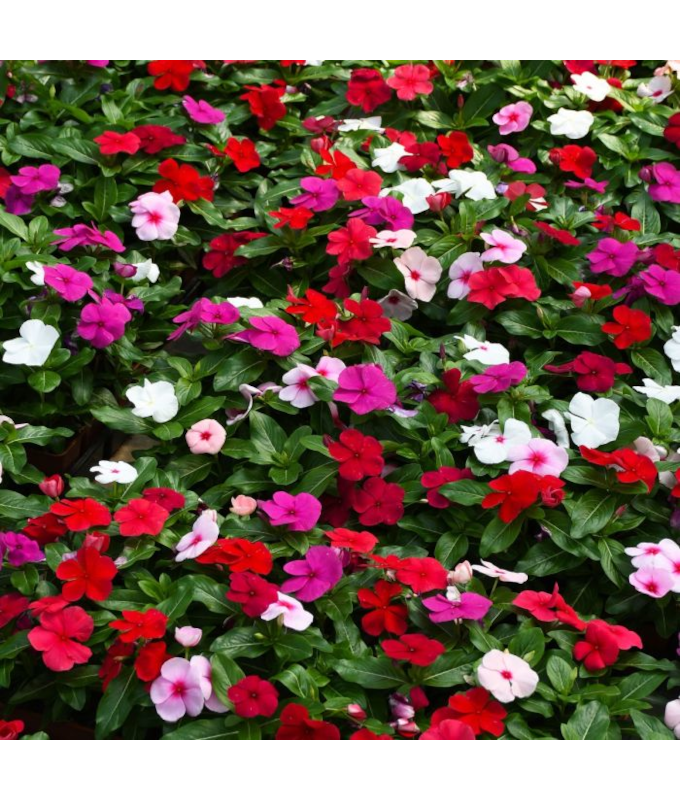 606T/36VINCA BLOCKBUSTER MIX