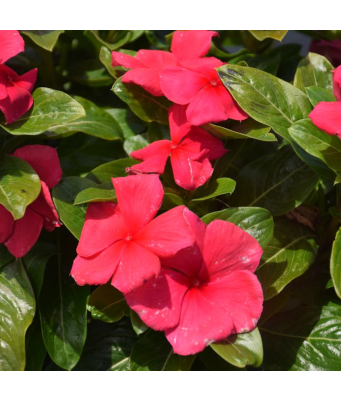 606T/36VINCA BLOCKBUSTER PUNCH