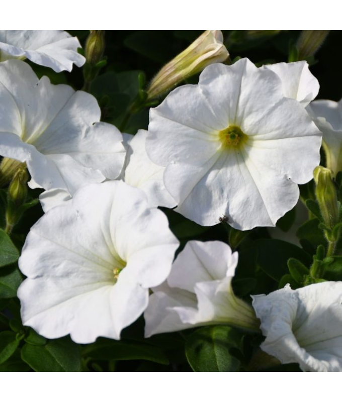 306T/18PETUNIA EW WHITE E3