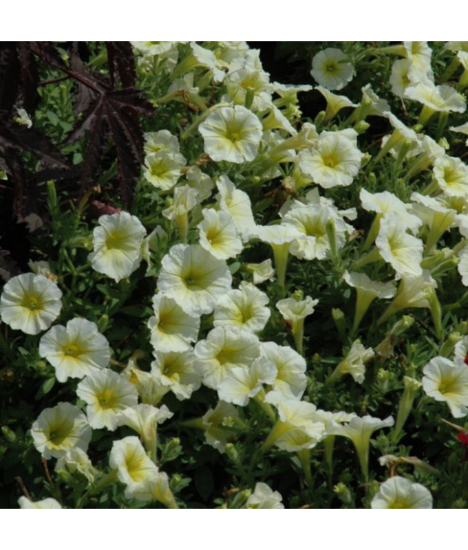 306T/18PETUNIA EW YELLOW