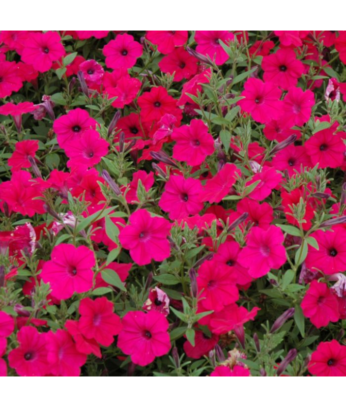 Z-306T/18PETUNIA TW CHERRY