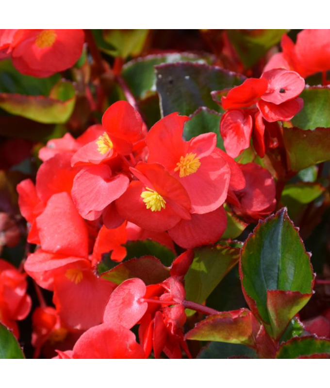 304T/12BEGONIA VIKING EX RED GL