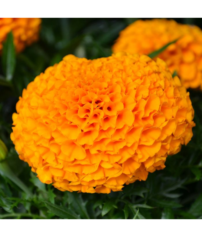 306T/18MARIGOLD ANTIGUA ORANGE