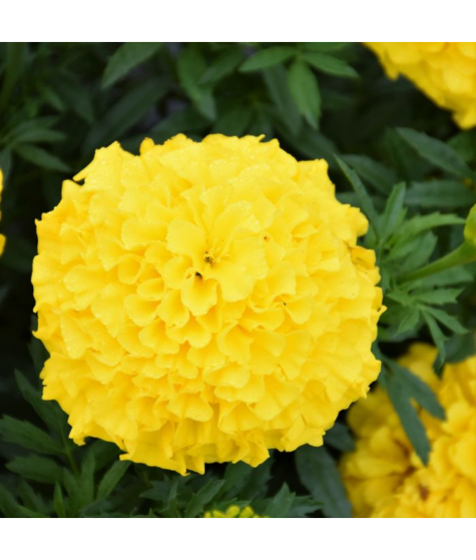 306T/18MARIGOLD ANTIGUA YELLOW