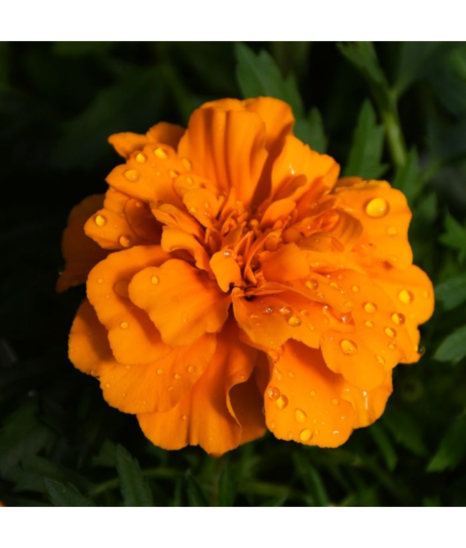 306T/18MARIGOLD ENDUR ORANGE