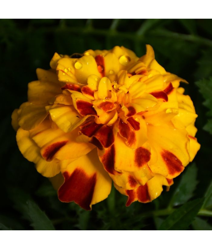 306T/18MARIGOLD ENDUR SUNSET GLD