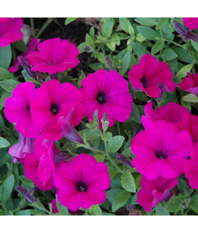306T/18PETUNIA WAVE PURPLE