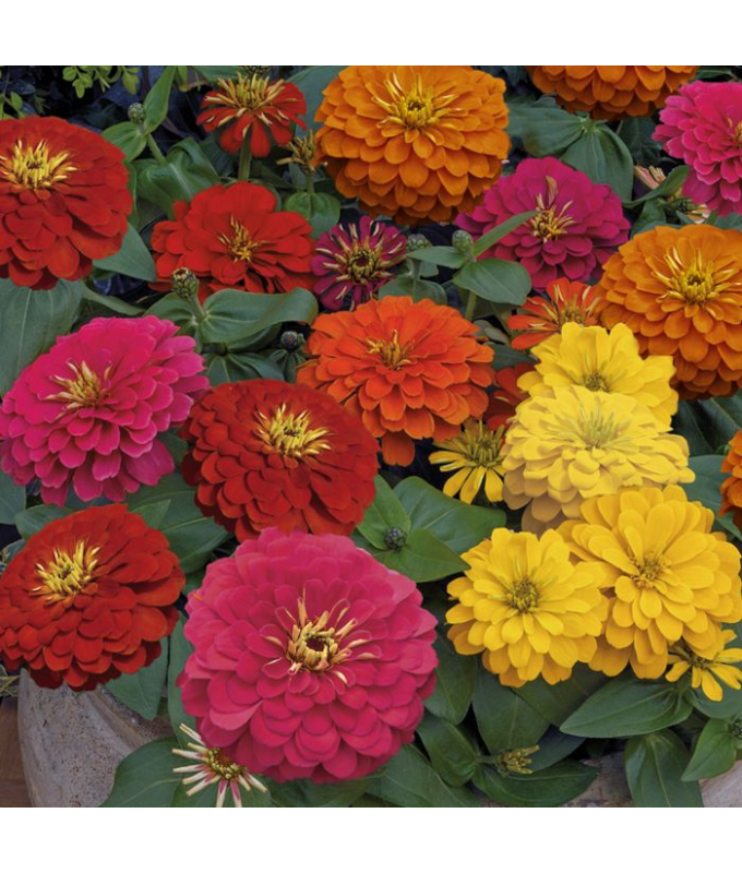 306T/18ZINNIA MAGELLAN MIX