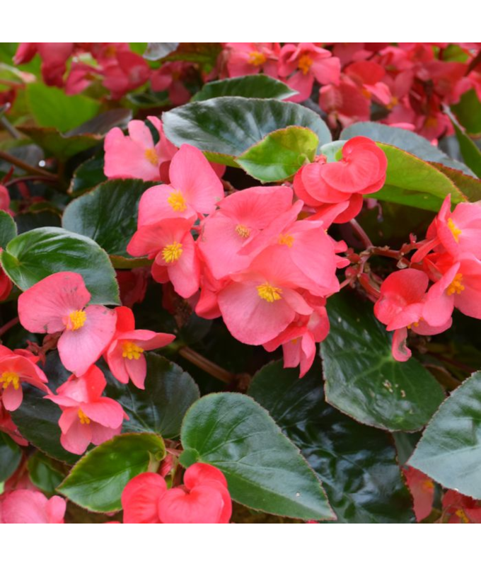 304T/12BEGONIA VIKING EX ROSE GL