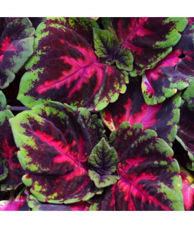306T/18COLEUS KONG RED
