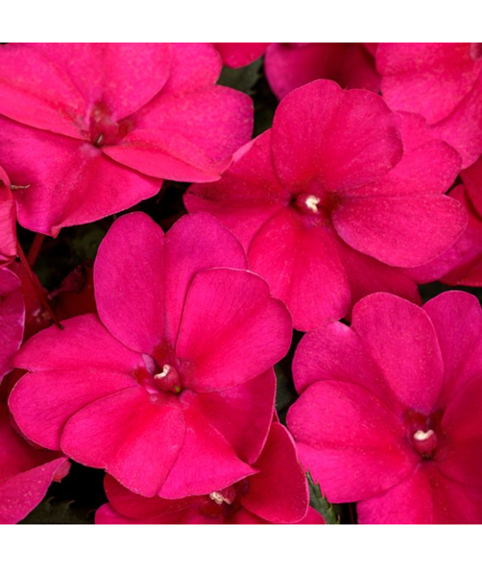 304T/12SUNPATIENS ROSE GLOW