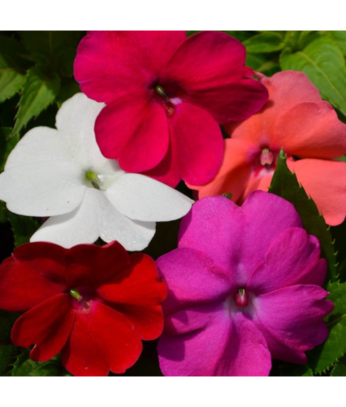 304T/12SUNPATIENS MIX