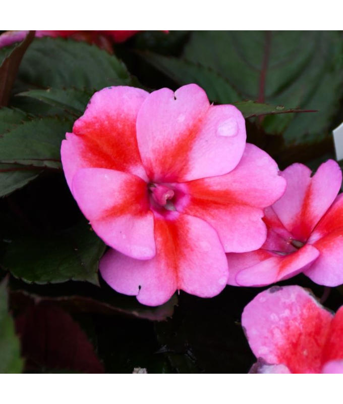 304T/12SUNPATIENS RED CANDY
