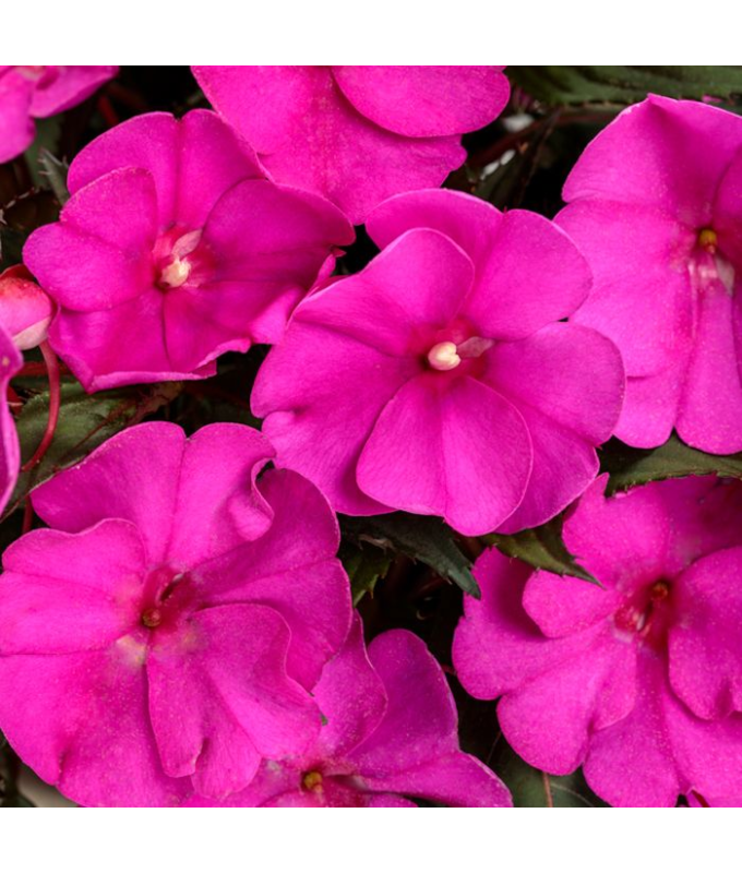 304T/12SUNPATIENS PURPLE