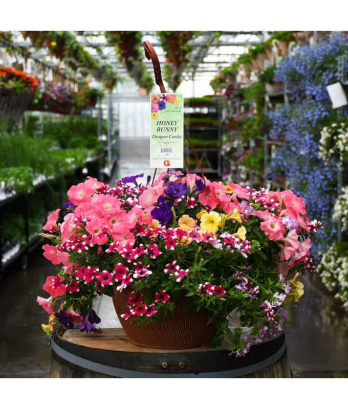 HB13"DESIGNER COMBO-HONEY BUNNY