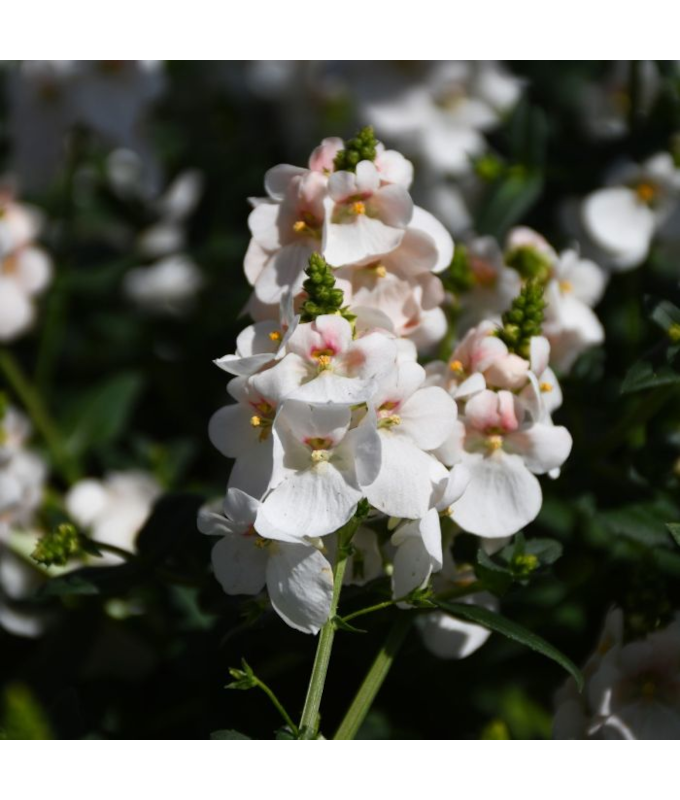 4.75T/10DIASCIA TRINITY GRACE