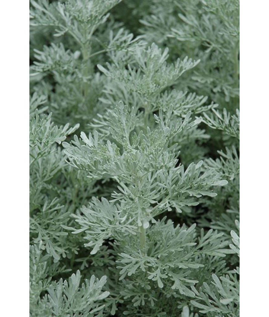 Z-4.75T/10ARTEMESIA PARFM D'ETHP