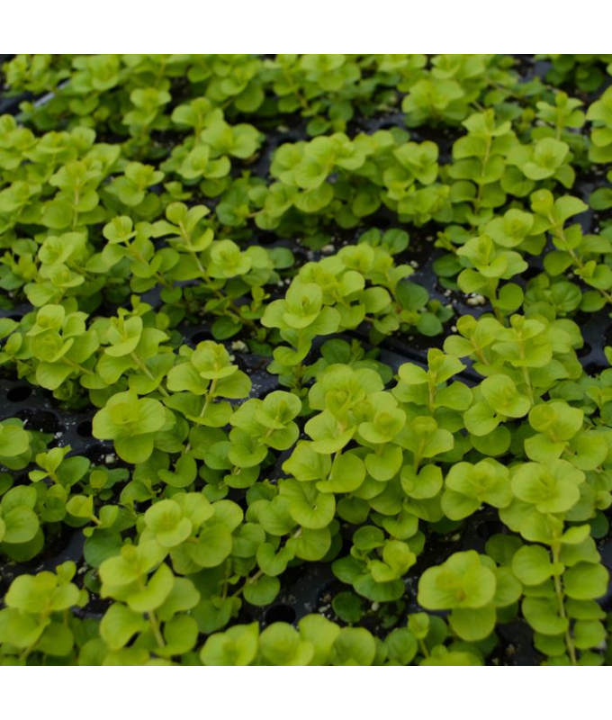 4.75T/10LYSIMACHIA GOLDILOCKS