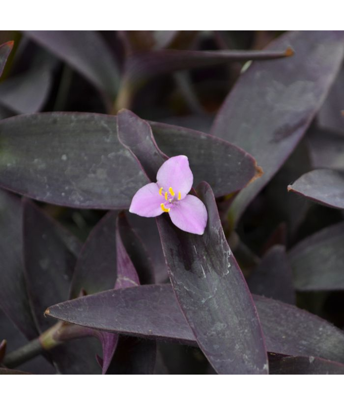 4.75T/10SETCREASEA PURPLE QUEEN