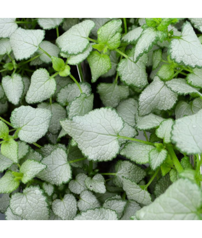 4.75T/10LAMIUM BEACON SILVER