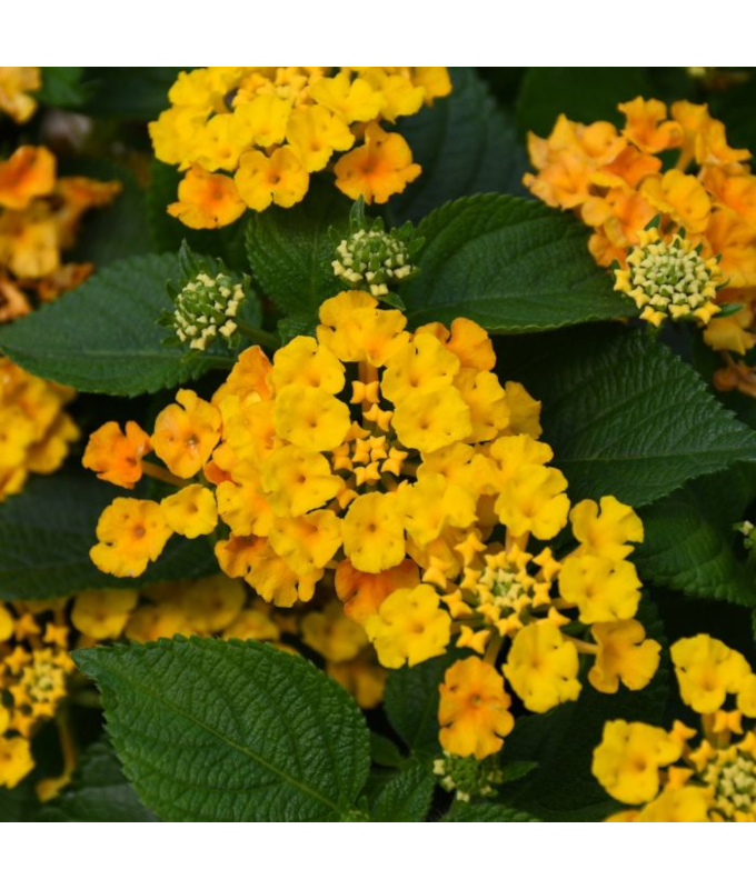 4.75T/10LANTANA BANDLST PINEAPPL