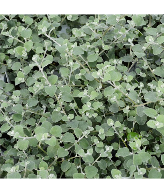 4.75T/10LICORICE VINE WHITE